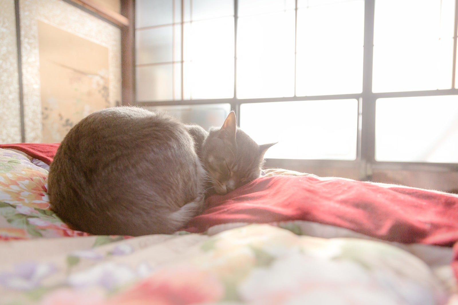 「ひなたぼっこしながら布団の上でスヤスヤ眠る猫」の写真