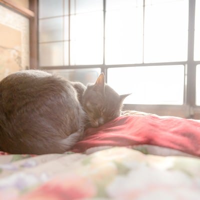 ひなたぼっこしながら布団の上でスヤスヤ眠る猫の写真