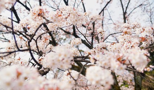 奥行きのある桜の花の写真