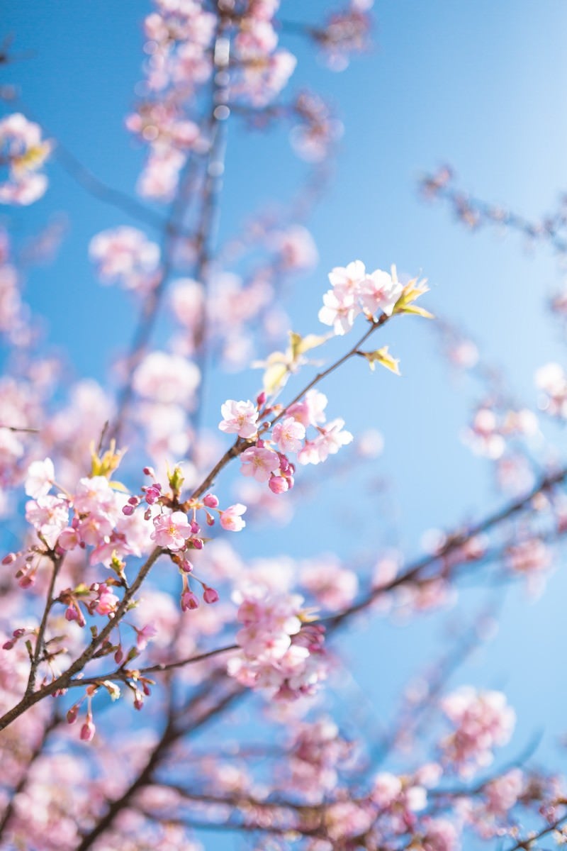 青く透き通る空とピンク色の桜の写真