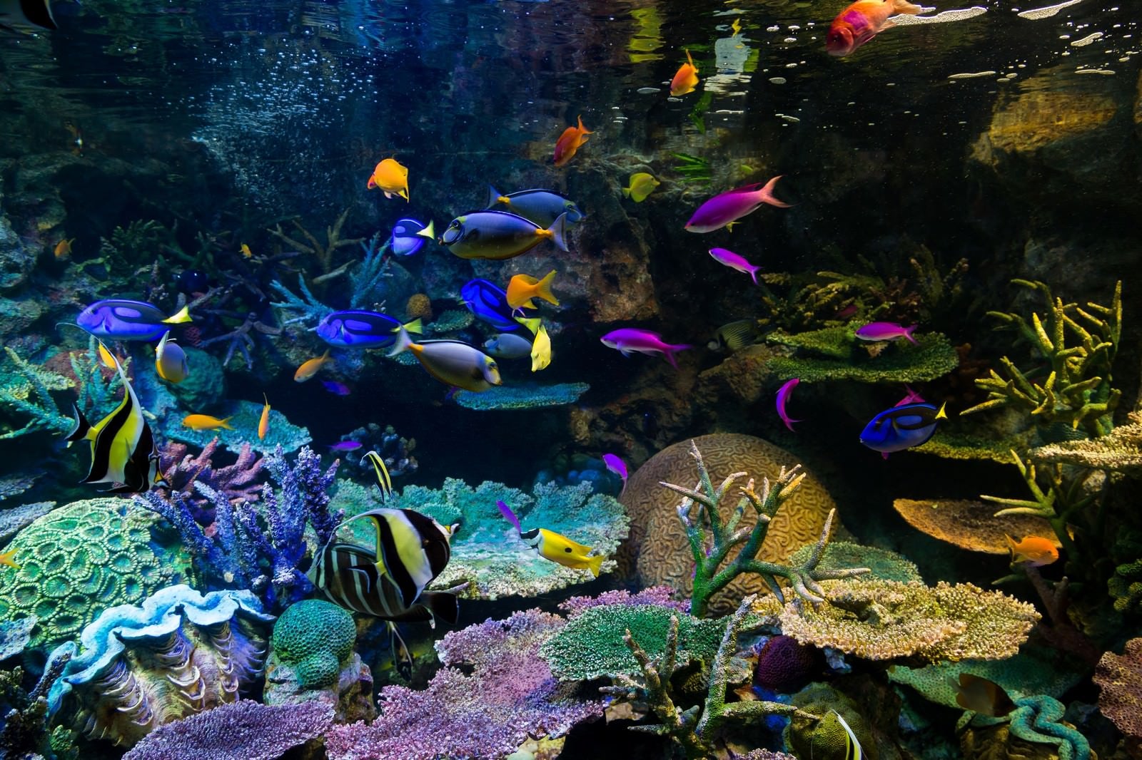 「水族館の熱帯魚」の写真