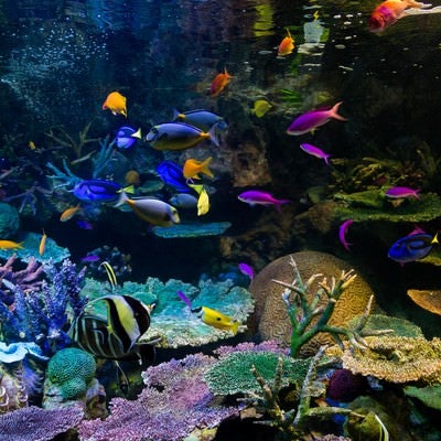 水族館の熱帯魚の写真
