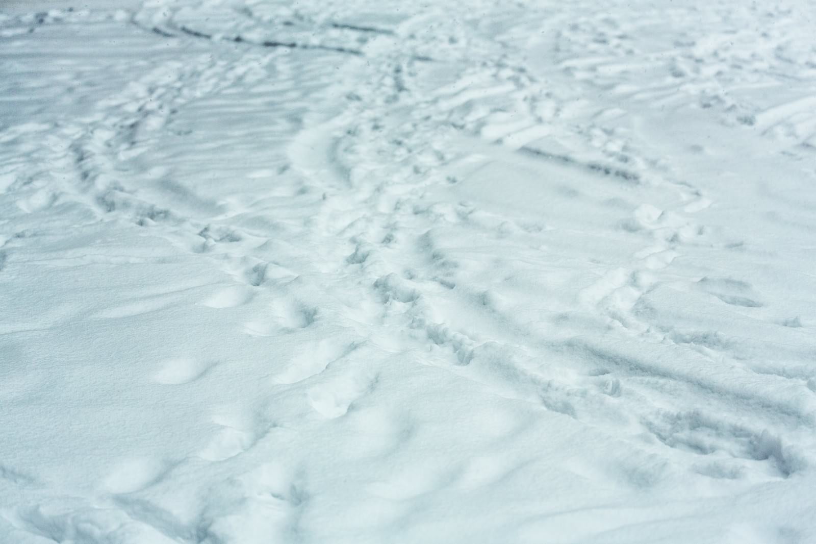 「降り積もる雪（轍と足あと）」の写真