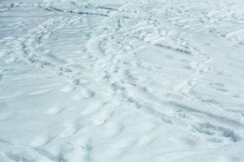 降り積もる雪（轍と足あと）の写真
