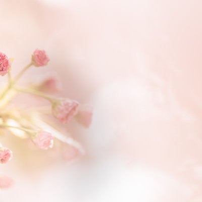 春到来-桜のつぼみから花が咲く-の写真