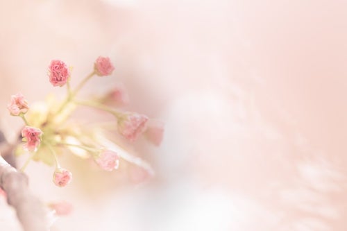 春到来-桜のつぼみから花が咲く-の写真