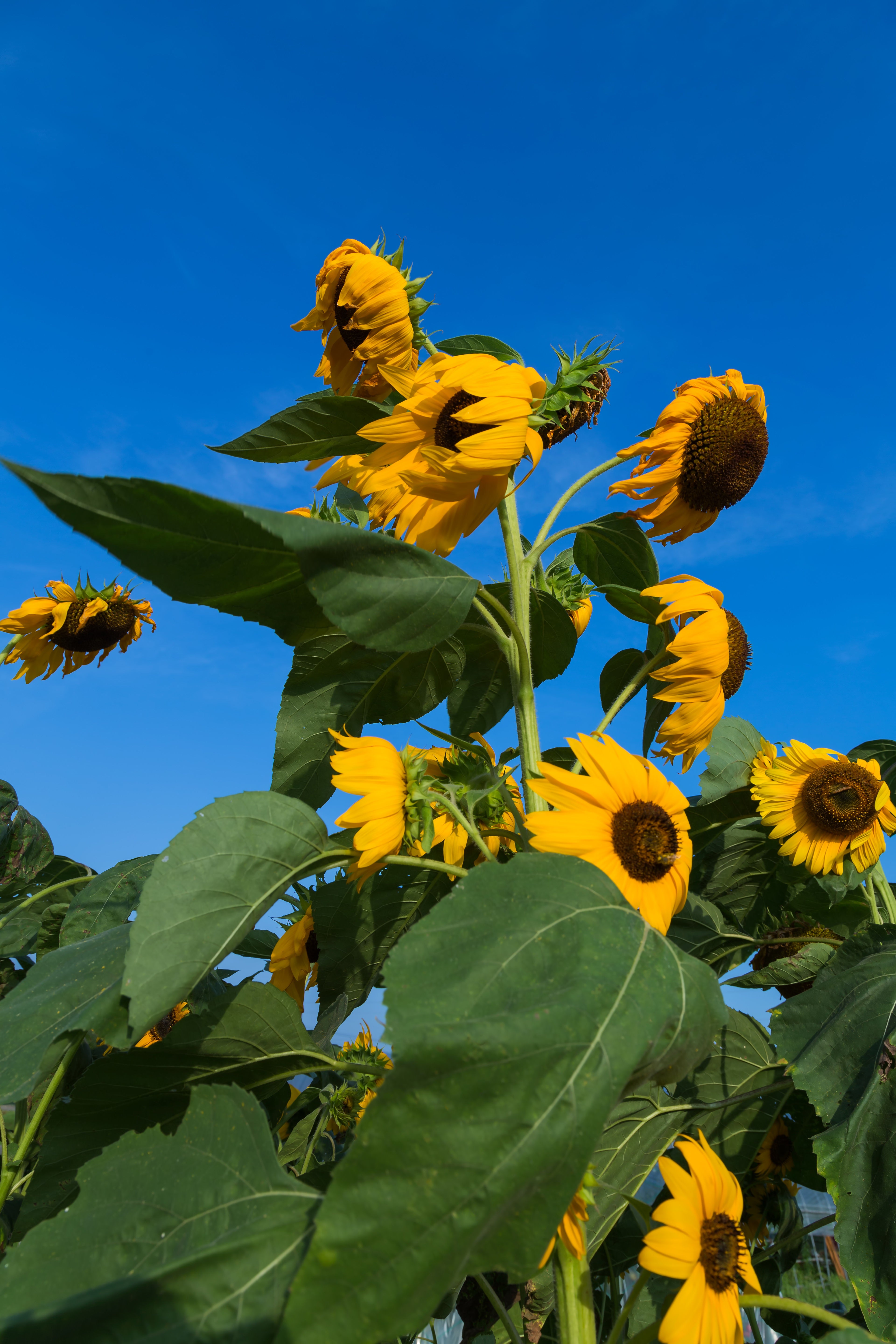 暑すぎてへなへなの向日葵の無料の写真素材 - ID.3466｜フリー素材