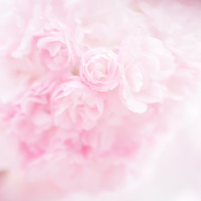 ふんわり咲く桜（紅時雨）マクロ接写で捉えた八重咲きの花びらの写真