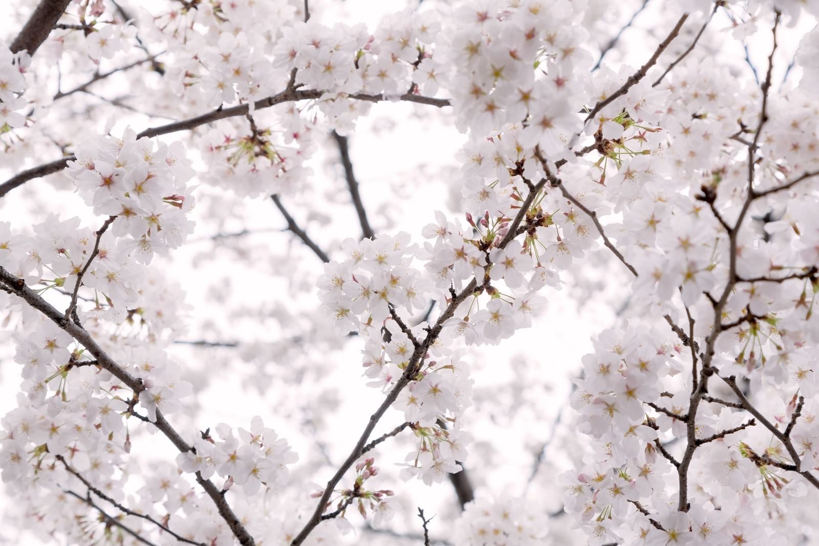 「もう、桜の咲く季節」の写真
