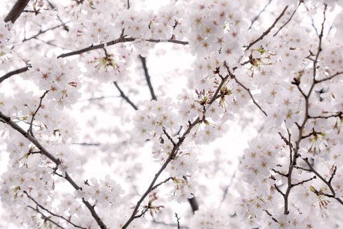 もう、桜の咲く季節の写真