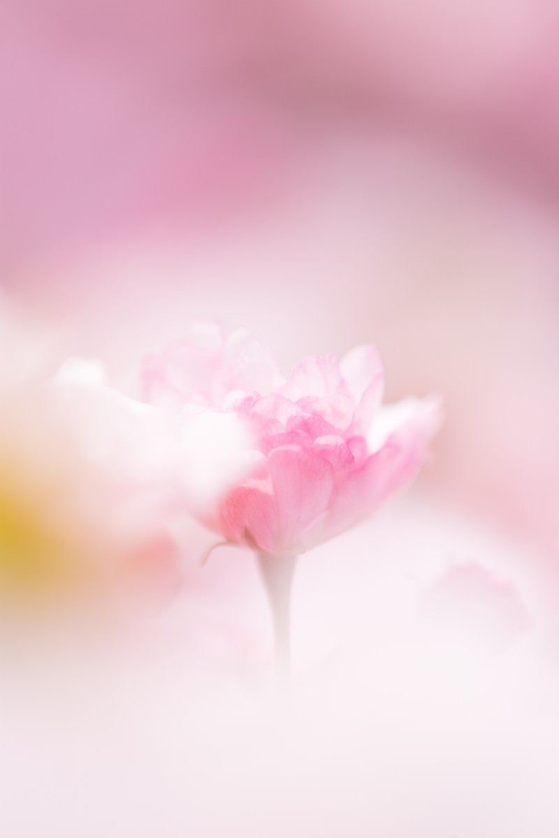 「春につつまれる（桜）」の写真