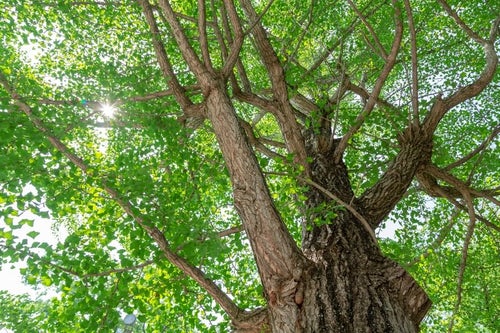 緑色の銀杏の木の写真