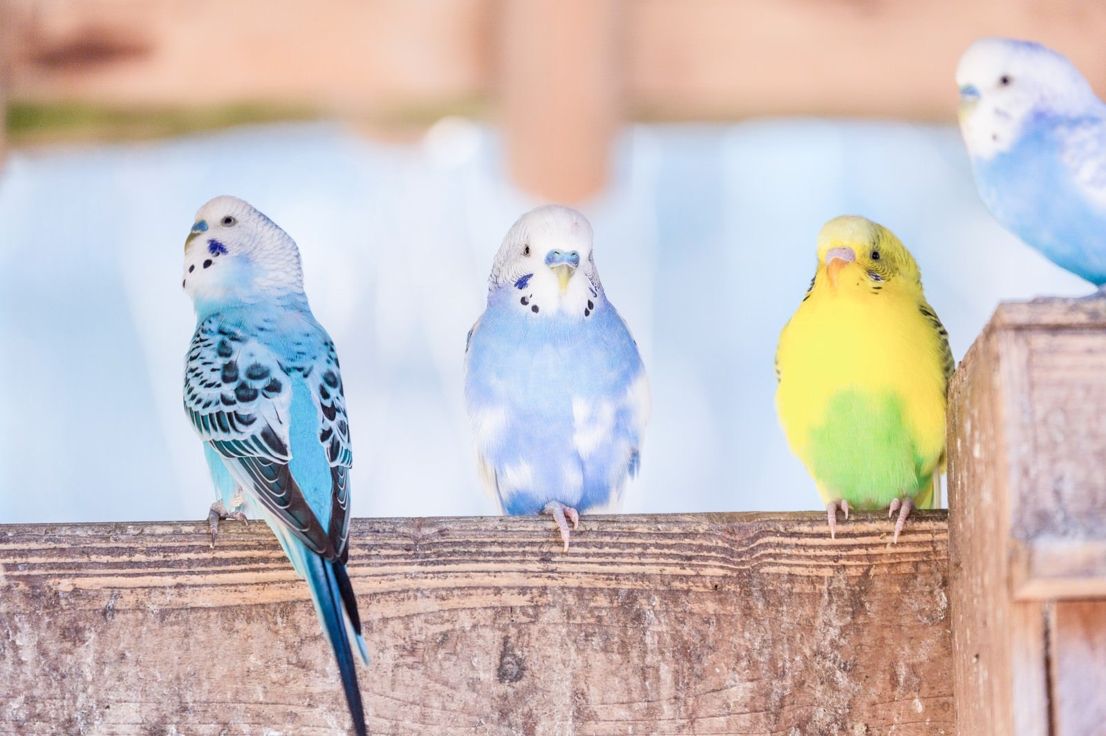 「井戸端インコ」の写真