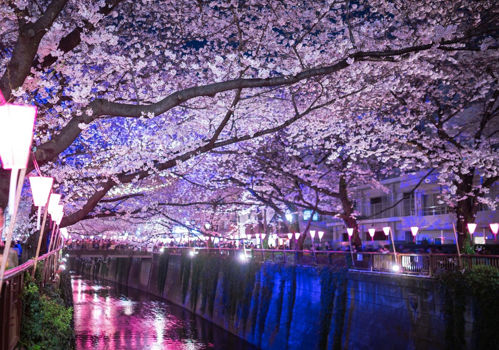 「目黒川の桜のアーチ（夜桜）」の写真