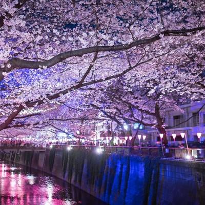 目黒川の桜のアーチ（夜桜）の写真