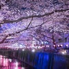 目黒川の桜のアーチ（夜桜）のカテゴリ