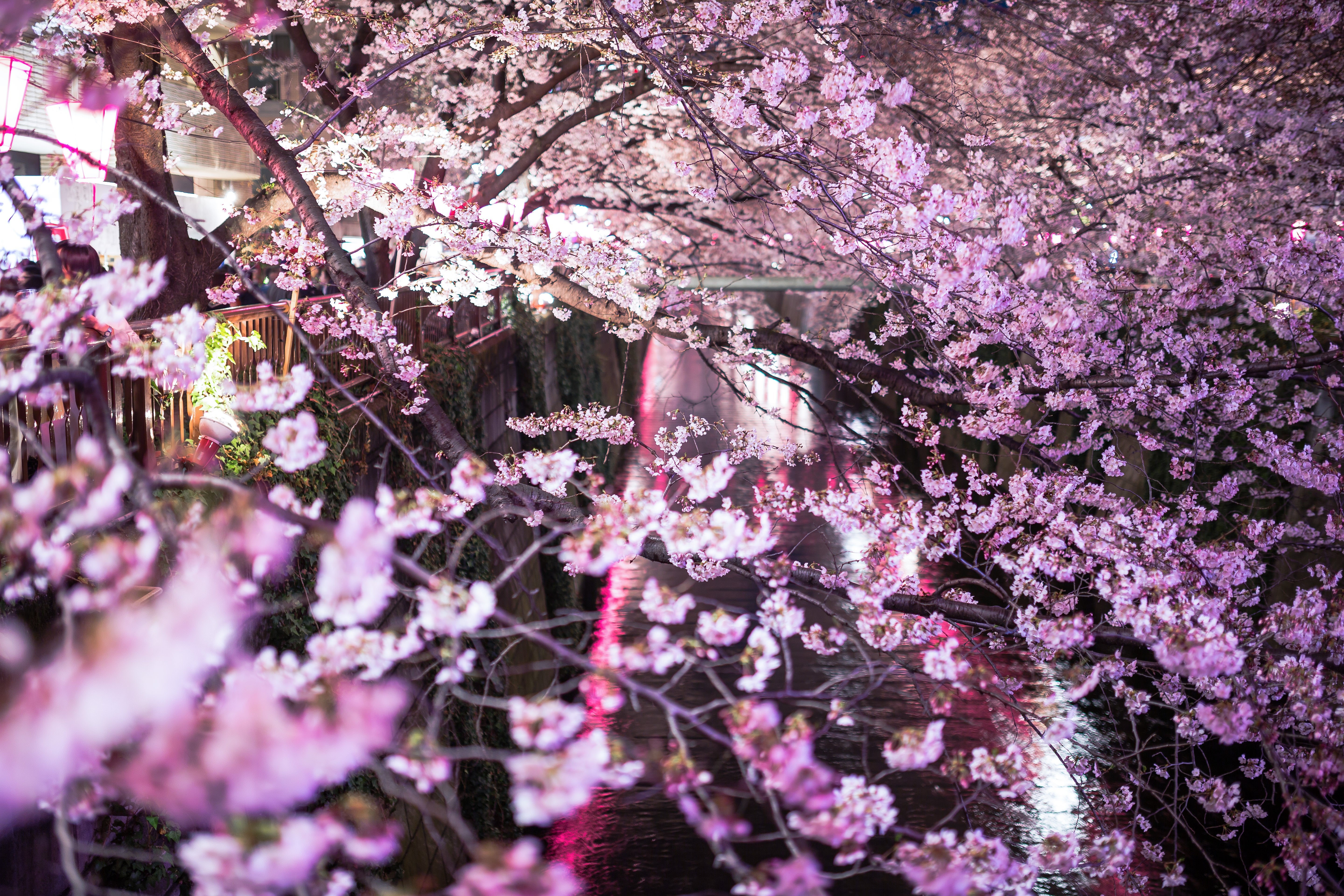 目黒川と咲き誇る夜桜の無料の写真素材 - ID.11662｜フリー素材