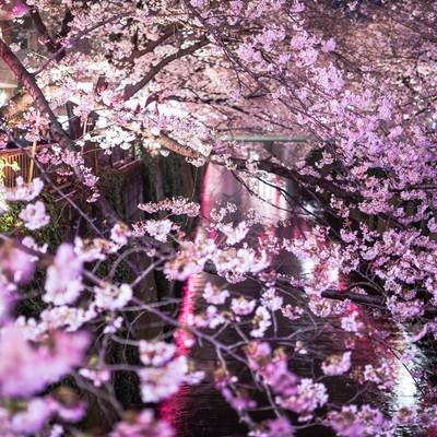 目黒川と咲き誇る夜桜の写真