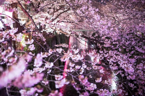 目黒川と咲き誇る夜桜の写真