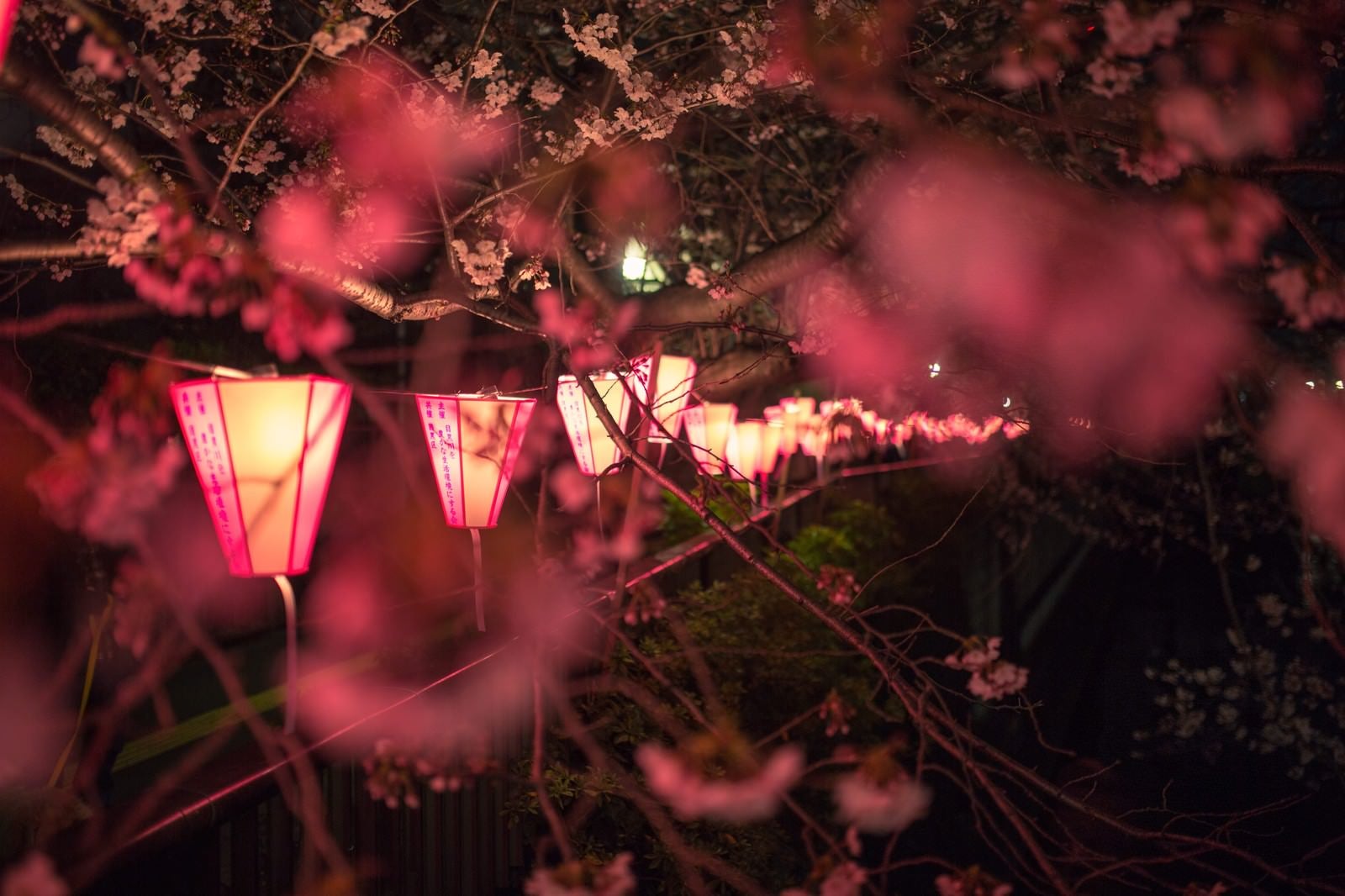 「目黒川の夜桜と提灯」の写真