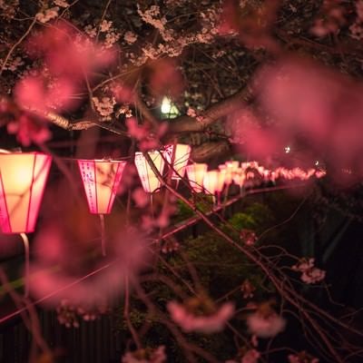 目黒川の夜桜と提灯の写真