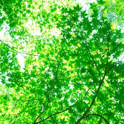 下から見上げた青もみじの葉と枝の写真