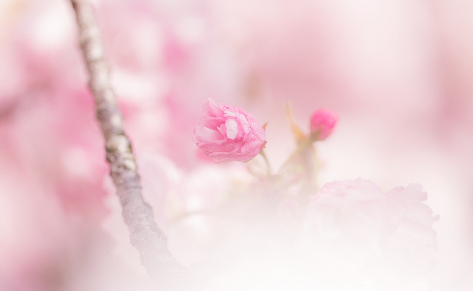 「咲き始めた桜」の写真