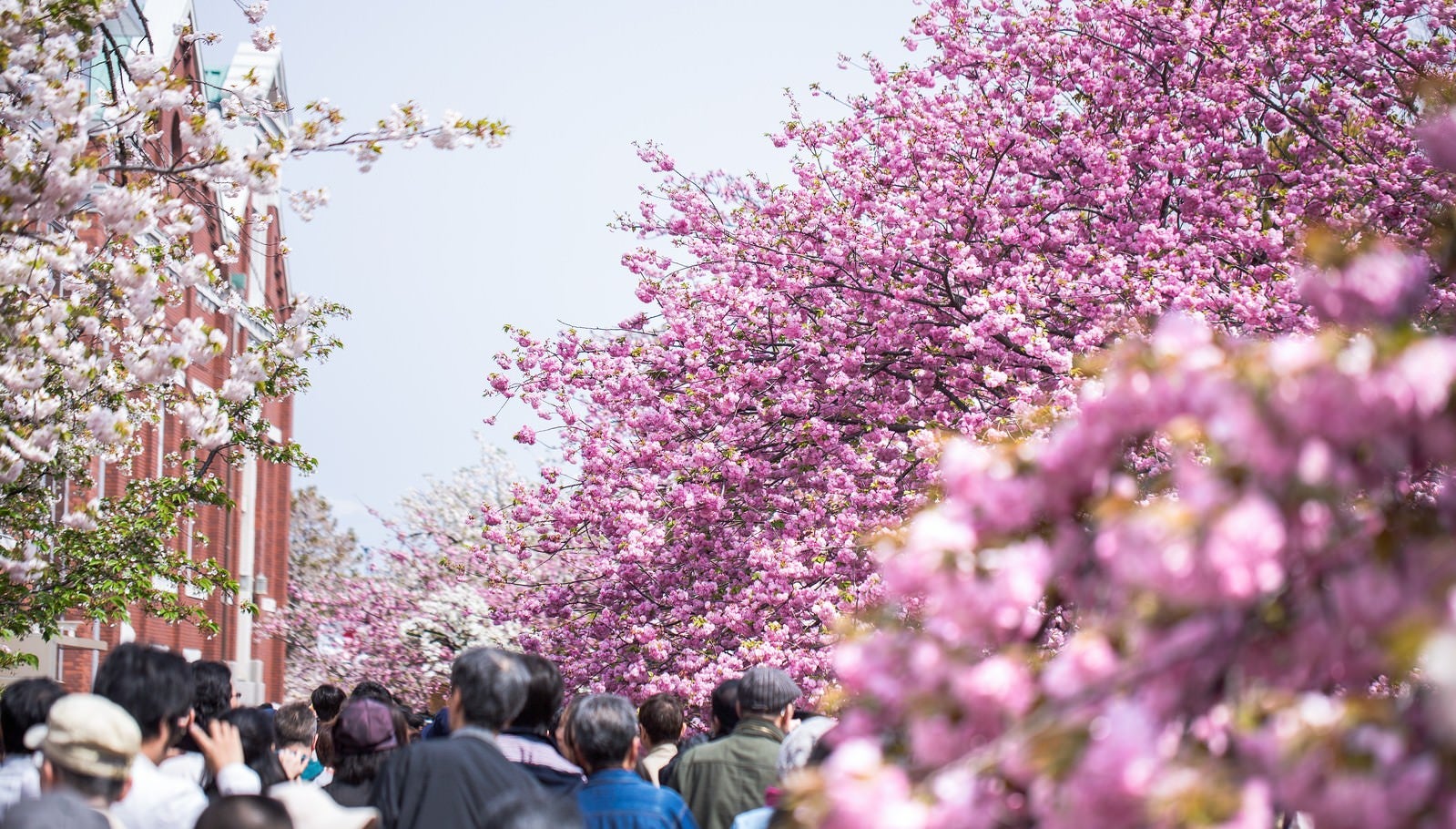 「造幣局桜の通り抜け」の写真