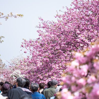 造幣局桜の通り抜けの写真