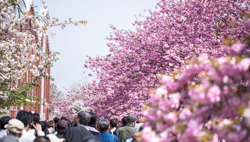 造幣局桜の通り抜けの写真