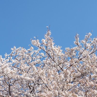 桜の花と青空の写真