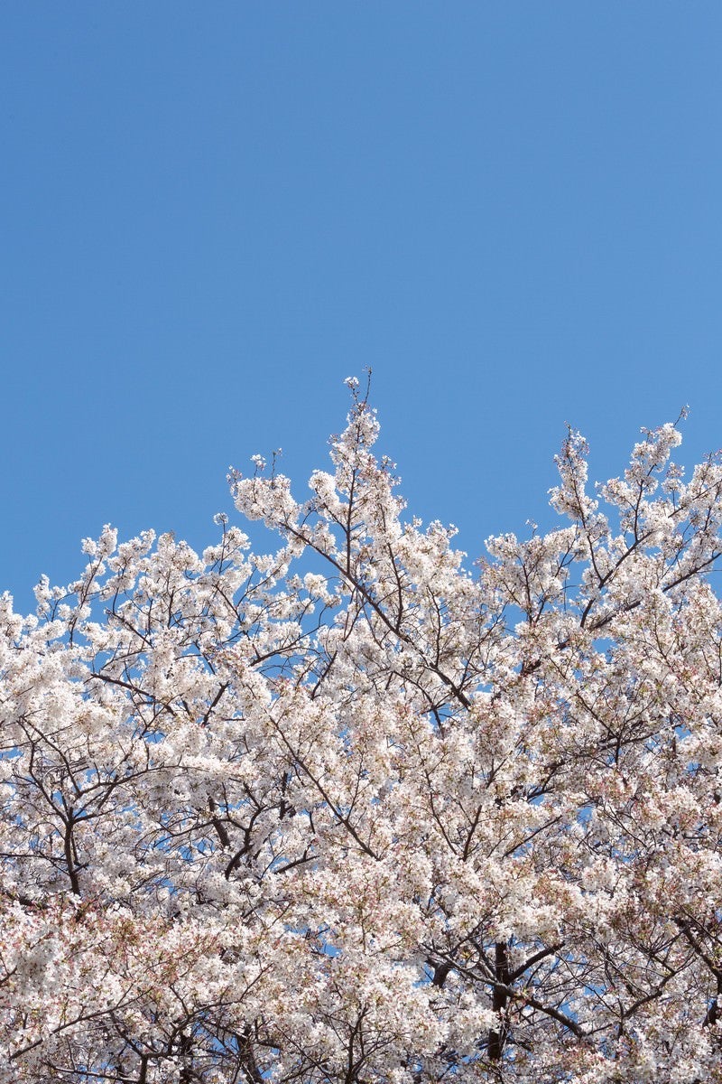 「桜の花と青空」の写真
