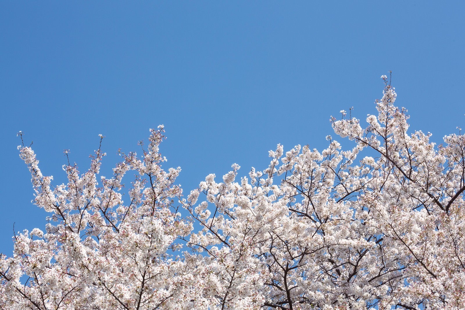 「桜の季節」の写真