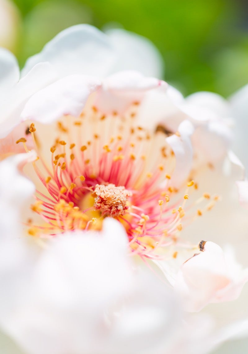 「白い花と花弁」の写真