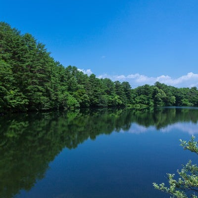 やなぎ池（五色沼：福島）の写真