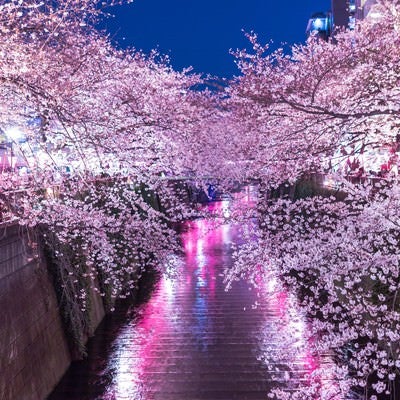 提灯の反射と目黒川満開の夜桜の写真