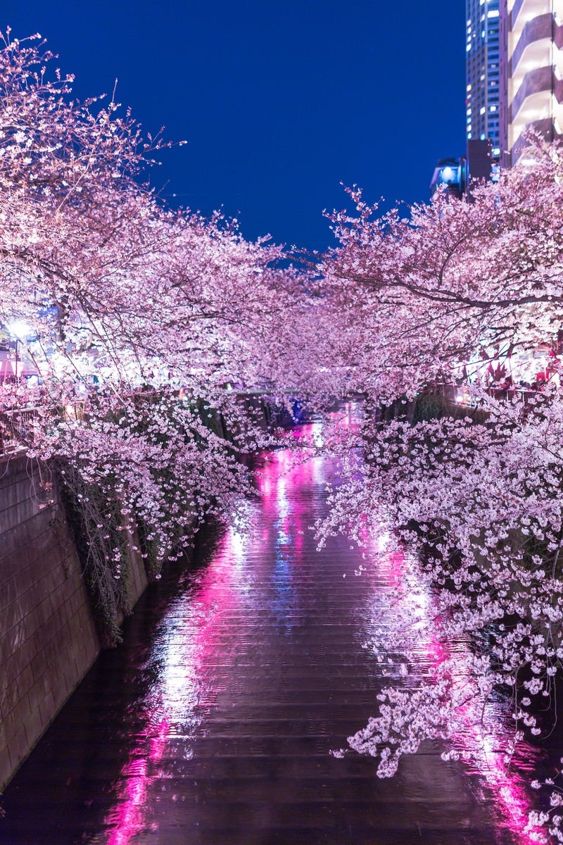 提灯の反射と目黒川満開の夜桜の写真