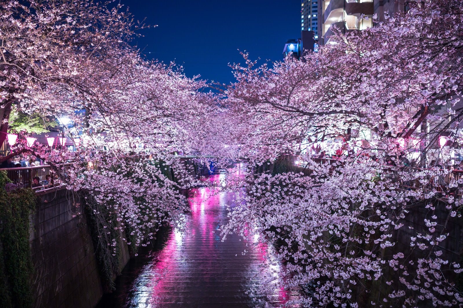 「満開の夜桜（目黒川）」の写真