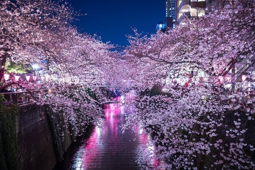 満開の夜桜（目黒川）の写真