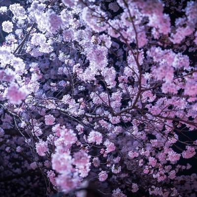 ライトアップされた夜桜の写真