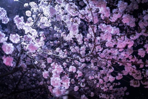 ライトアップされた夜桜の写真