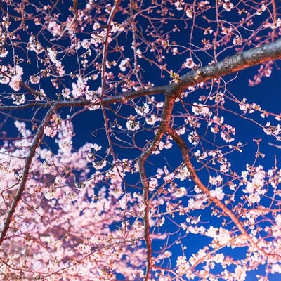 見上げた夜桜、深紫の空に咲き誇る満開の桜の写真