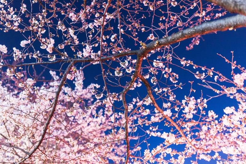 見上げた夜桜の写真