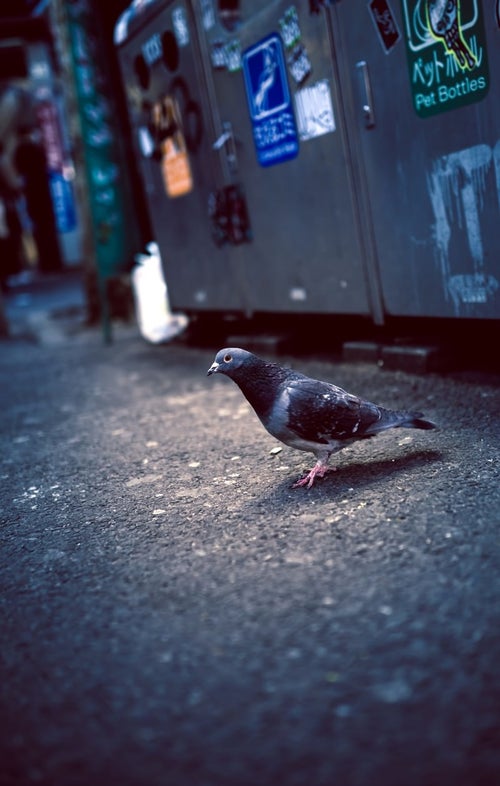 渋谷のゴミ捨て場前のハトの写真
