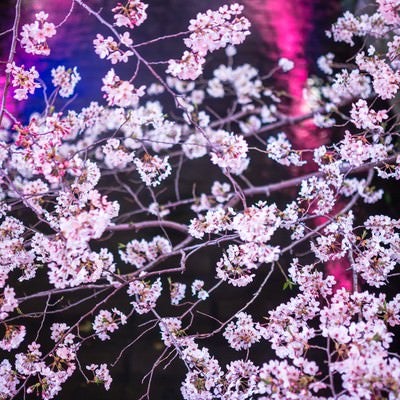 川に反射した提灯と満開の夜桜の写真