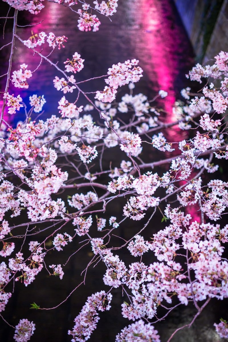 「川に反射した提灯と満開の夜桜」の写真
