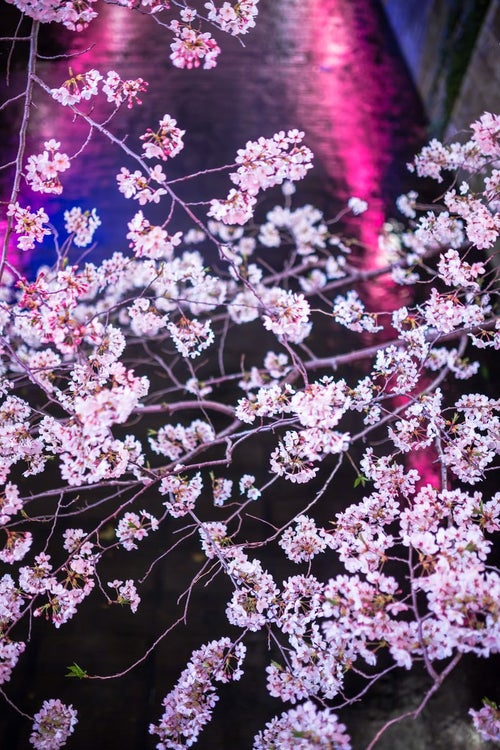 川に反射した提灯と満開の夜桜の写真