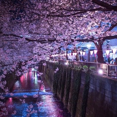 人で賑わう目黒川の夜桜の写真
