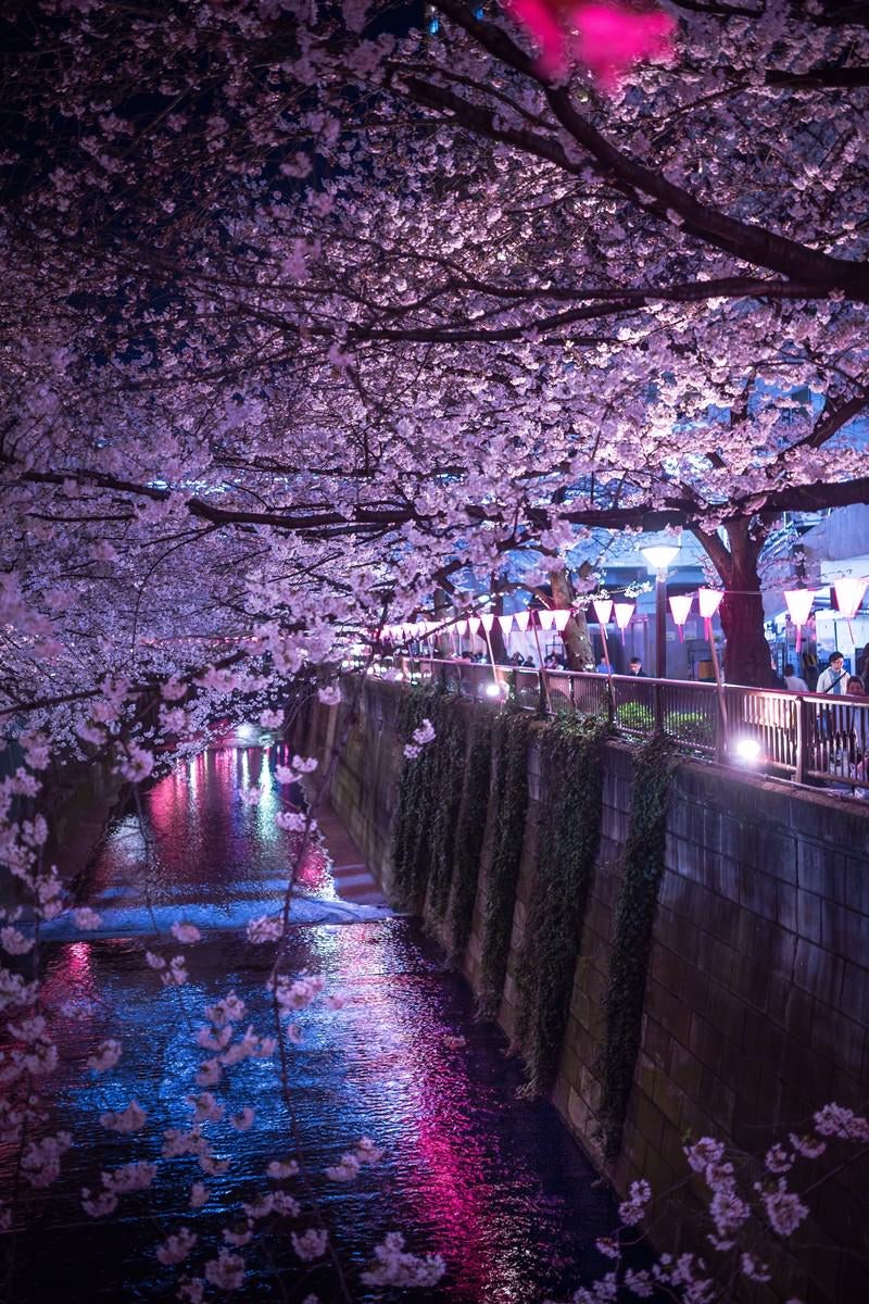 人で賑わう目黒川の夜桜の写真