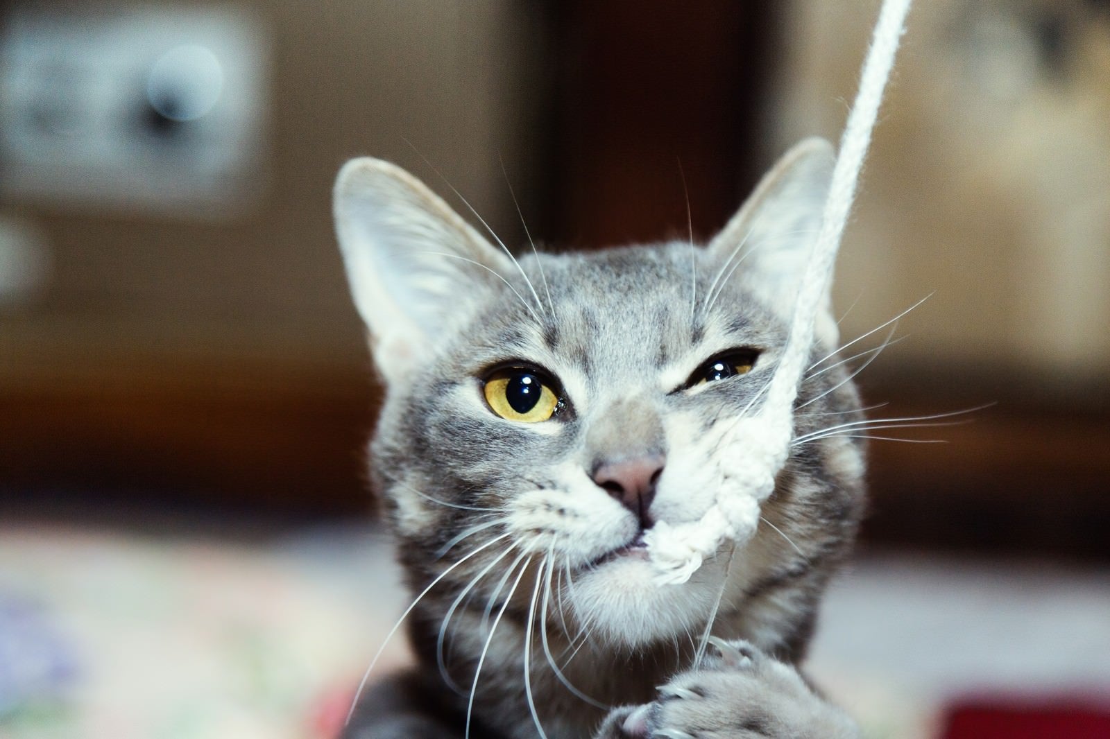 「でかい釣り針に見事釣られた猫」の写真